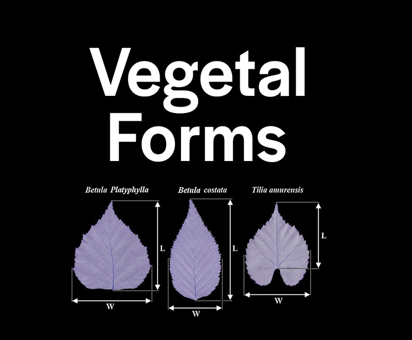 Black background with graphic of three different violet colored leaves with measurements and the word Vegetal Forms large and in black  in center of graphic