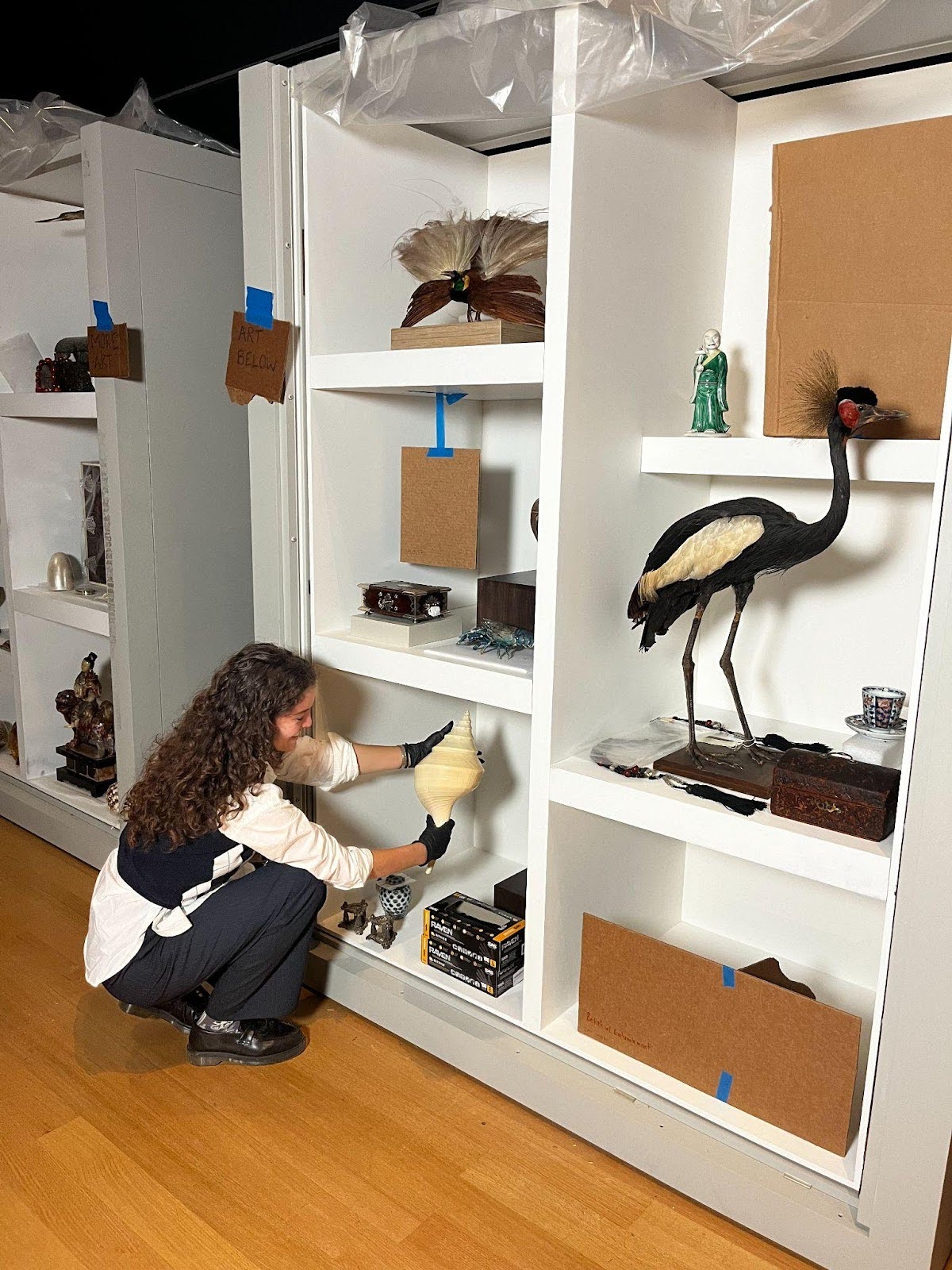 Lucy crouched in front of a large display cabinet holding a conch shell in place for a potential display.
