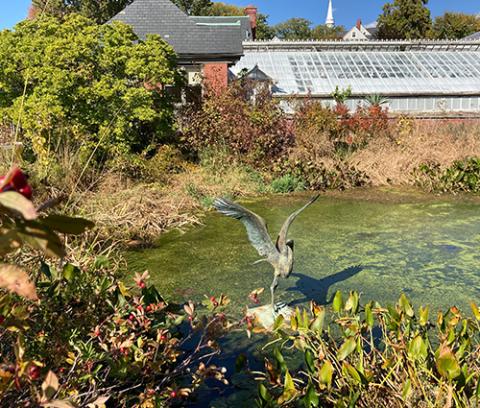 sculpture of bird with wings raised sits in center of small pool of water surrounded by plants