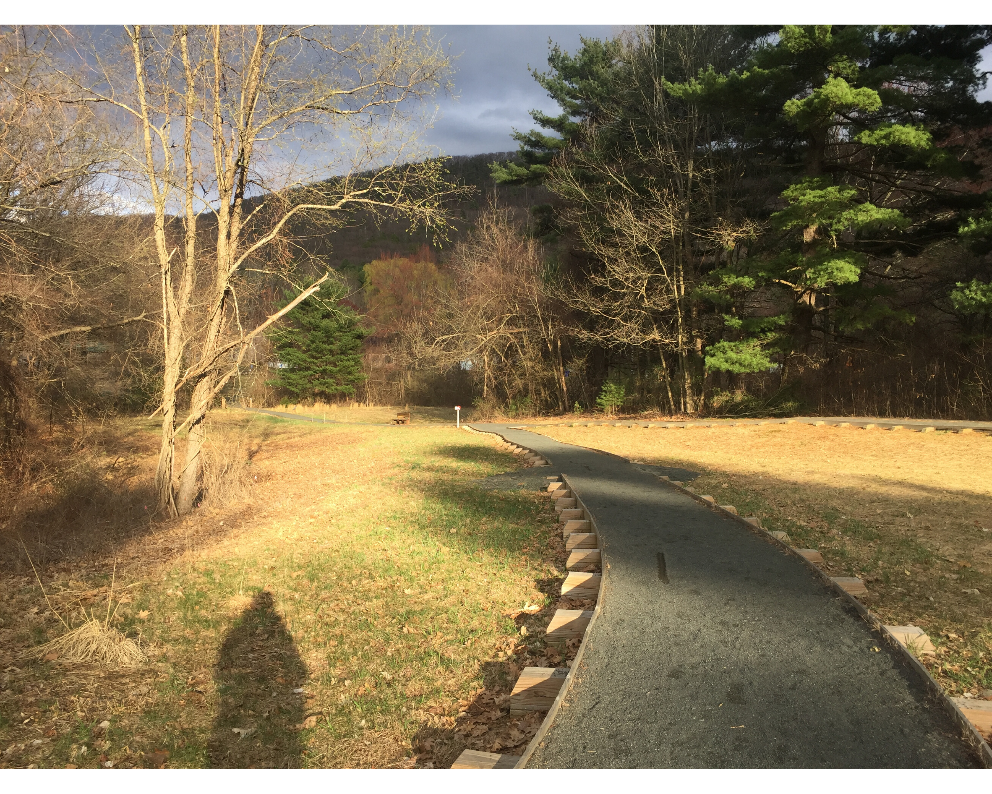 Outdoor scene with a paved path cutting through trees on the right, and the writer's shadow in the grass on the left.