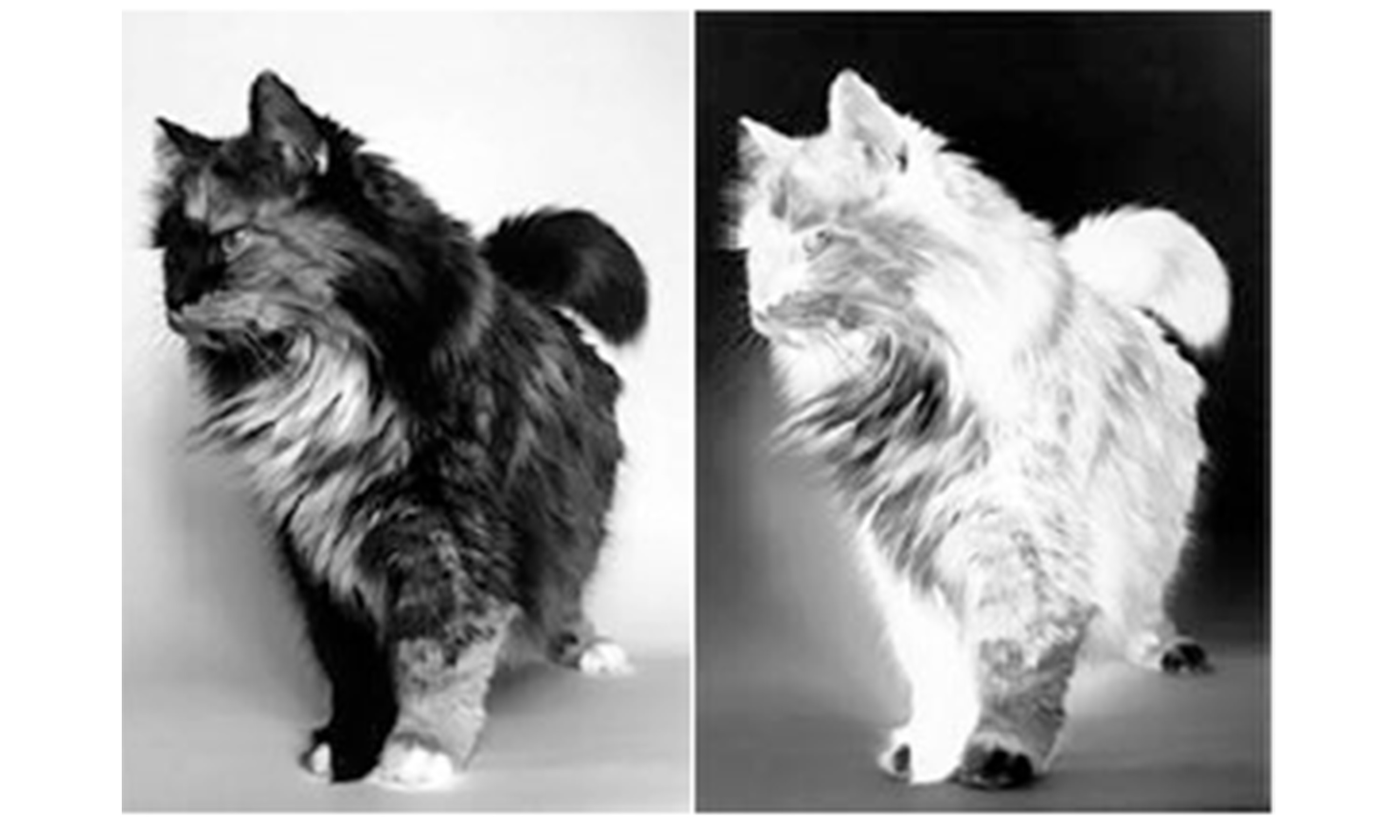 Black and white images of cat named Pickle