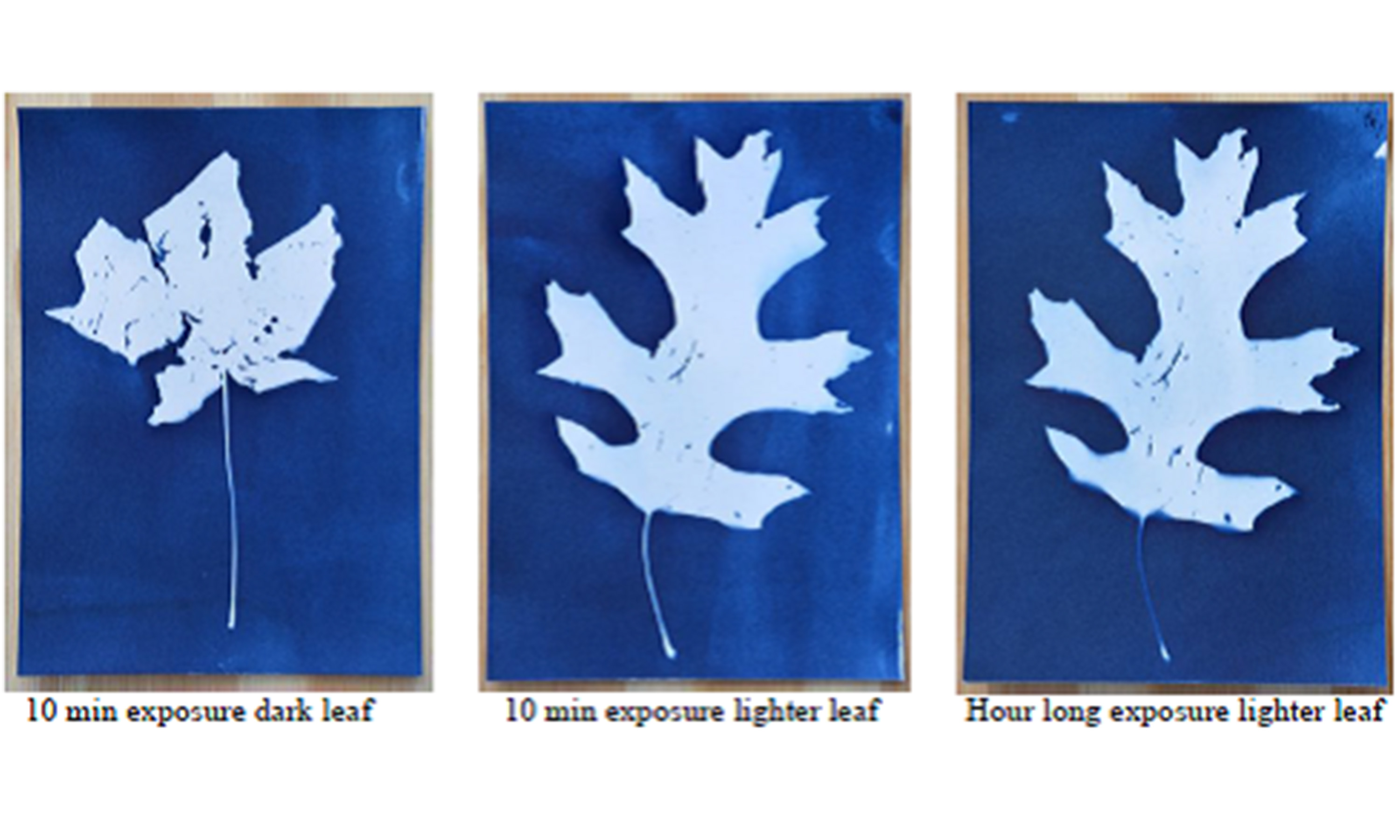 Three cyanotype leaf prints