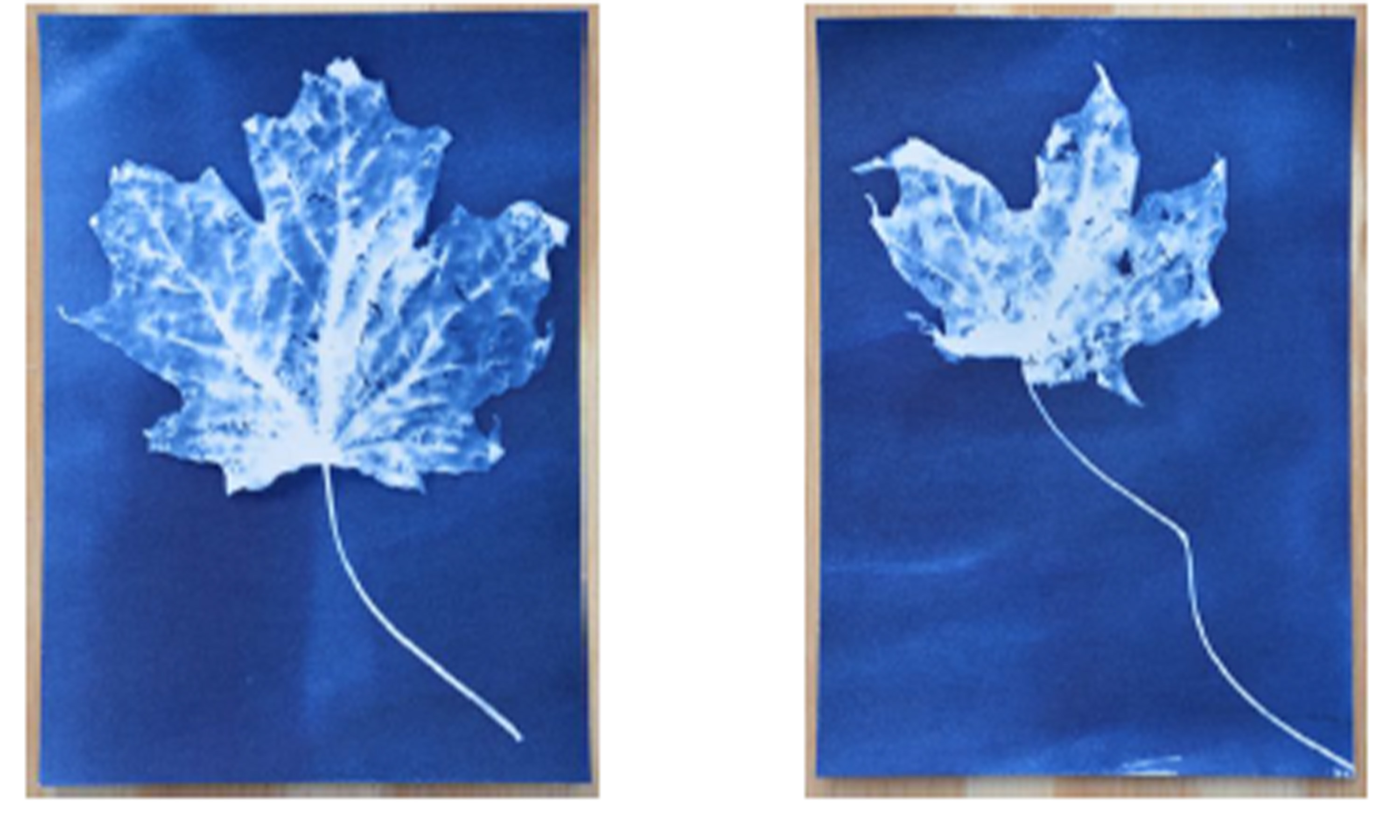 Two leaf cyanotype examples