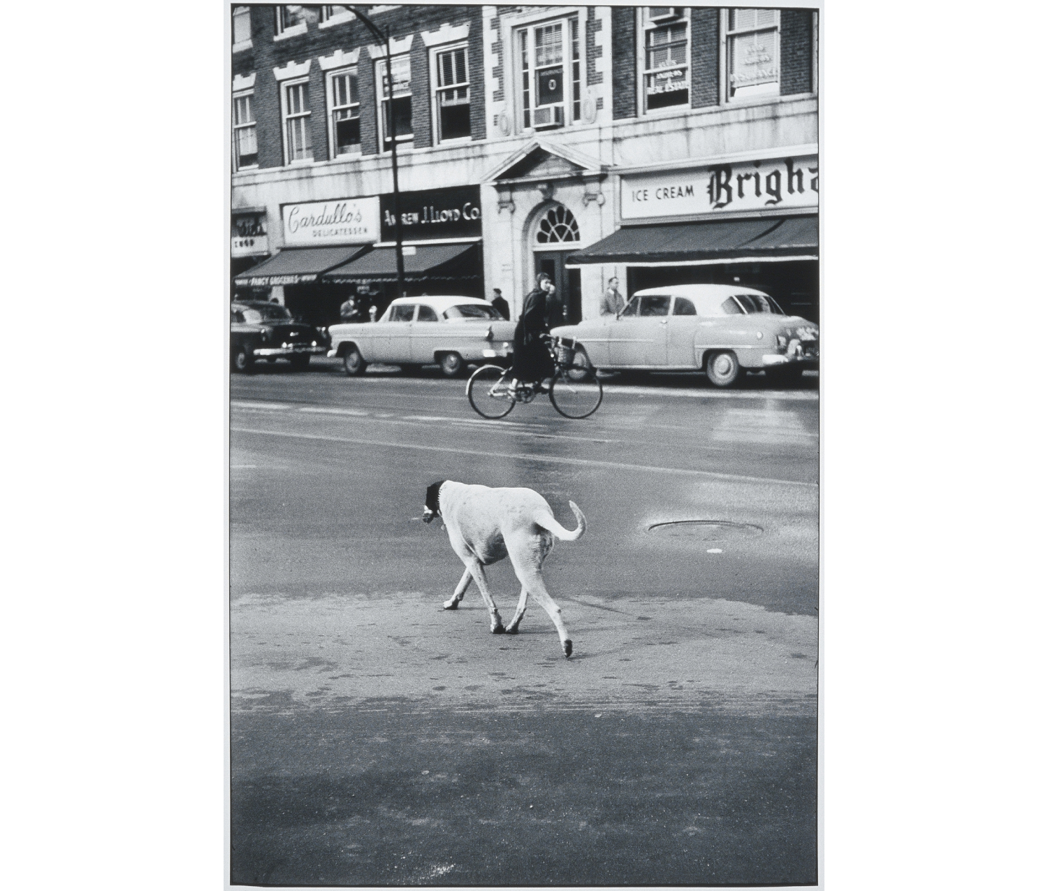 City street, short-haired, light colored dog with dark head walking away from camera at front center; bicyclist in mid center; parked cars before storefronts with Brisham's, J. Lloyd Company and Cardullo's signs in background.