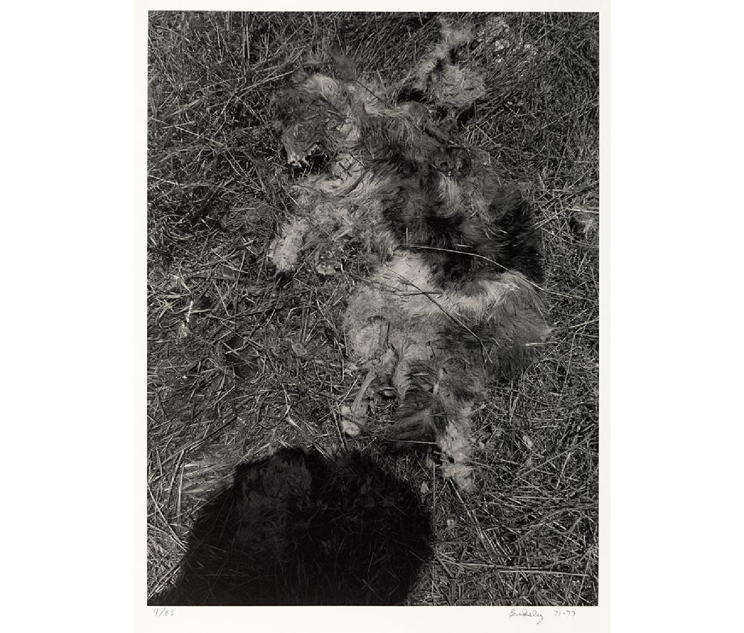 grassy area with fur and bones of desiccated animal and shadow of a person's head at bottom edge