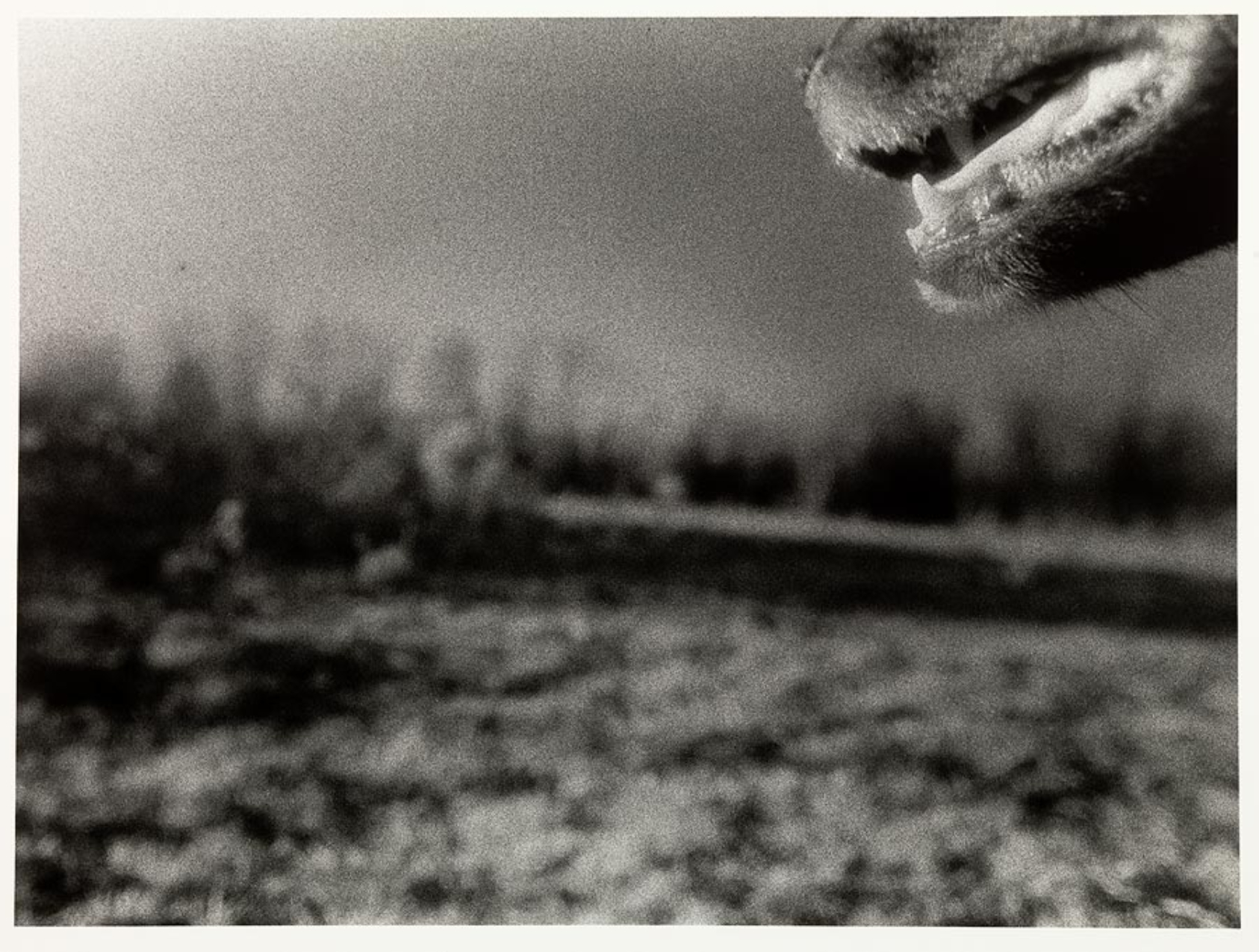 blurry landscape of low growth with trees in background, partial muzzle of a panting dog visible at upper right corner