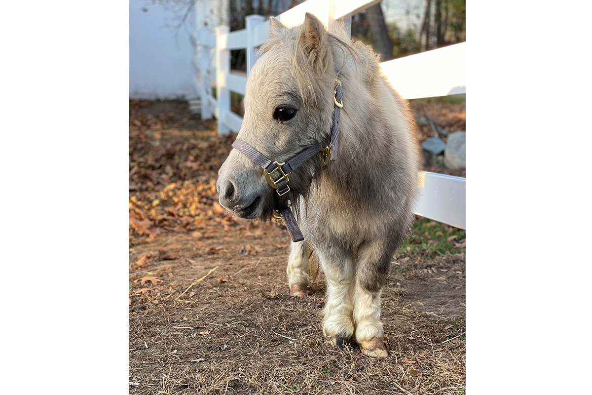 Close up of a miniature horse