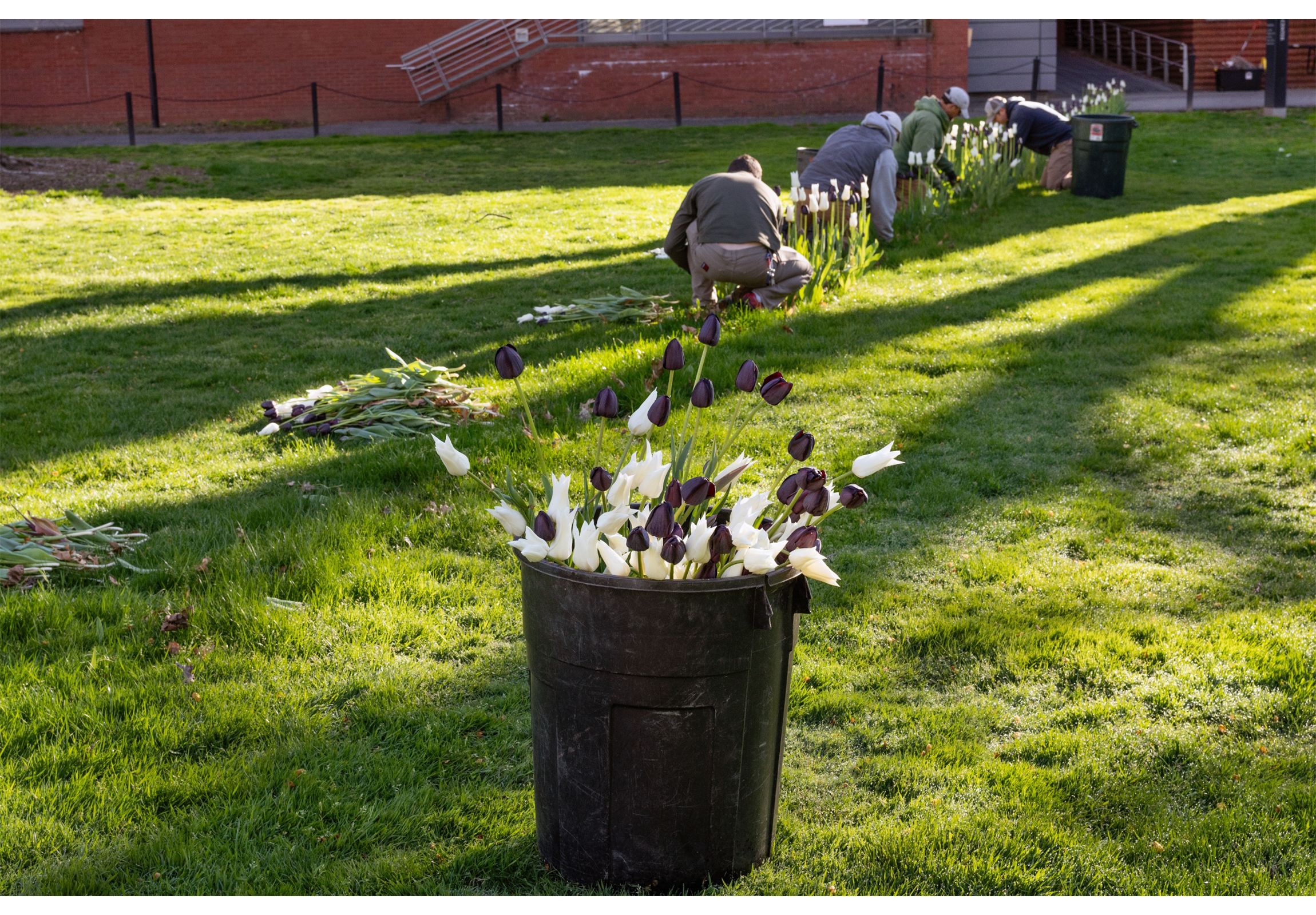 Black and white tulips in a bucket with four people on knees removing tulips from the grass