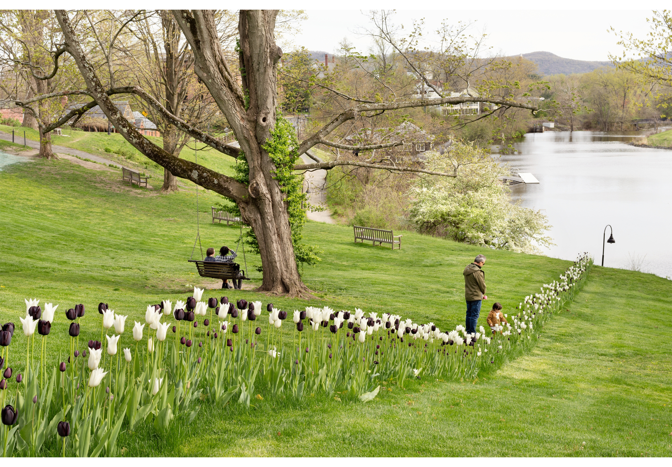 Line of black and white tulips climbing hillside with tree on left and pond in background-with tw adults and child people in view