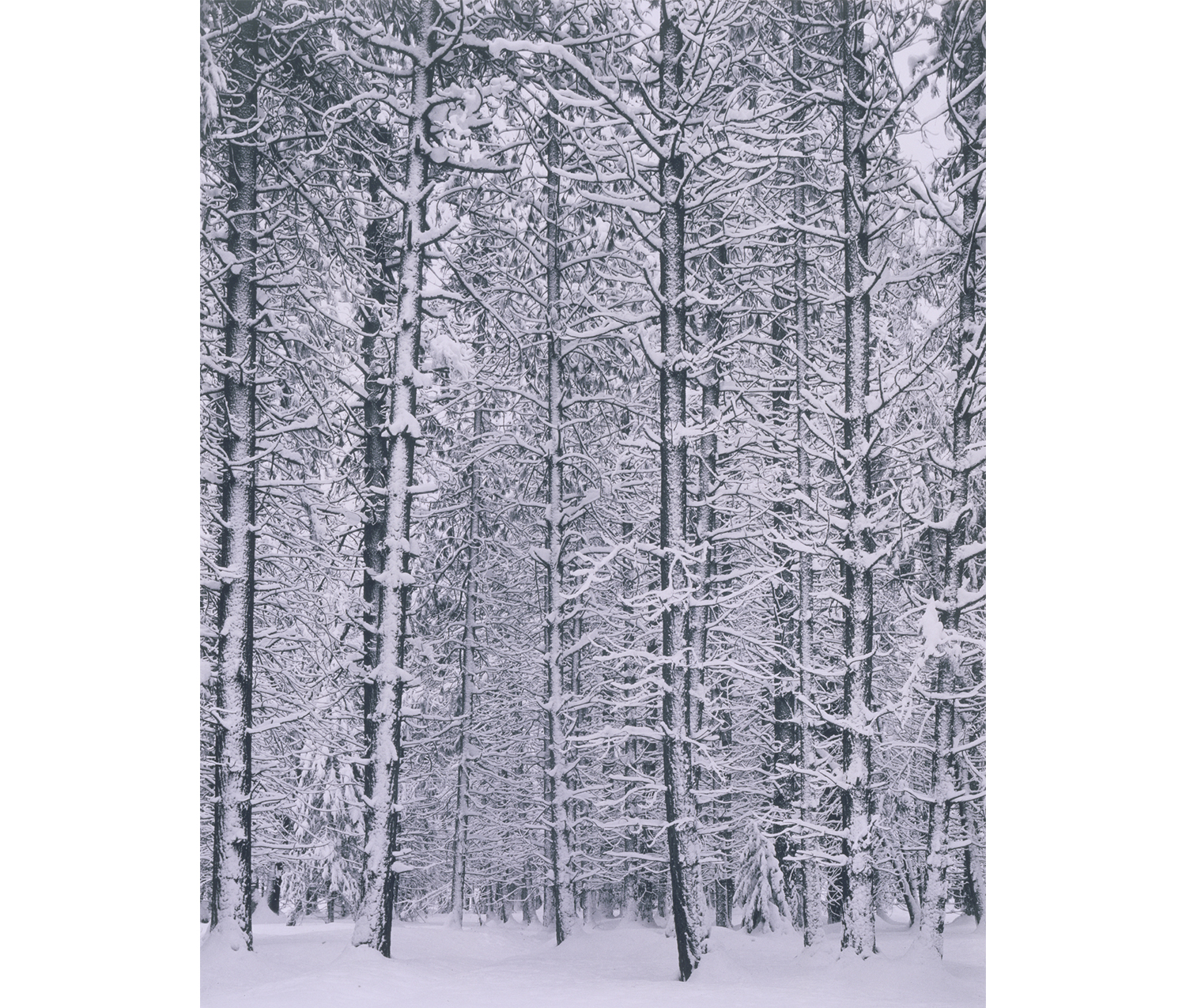 bare trees covered in snow