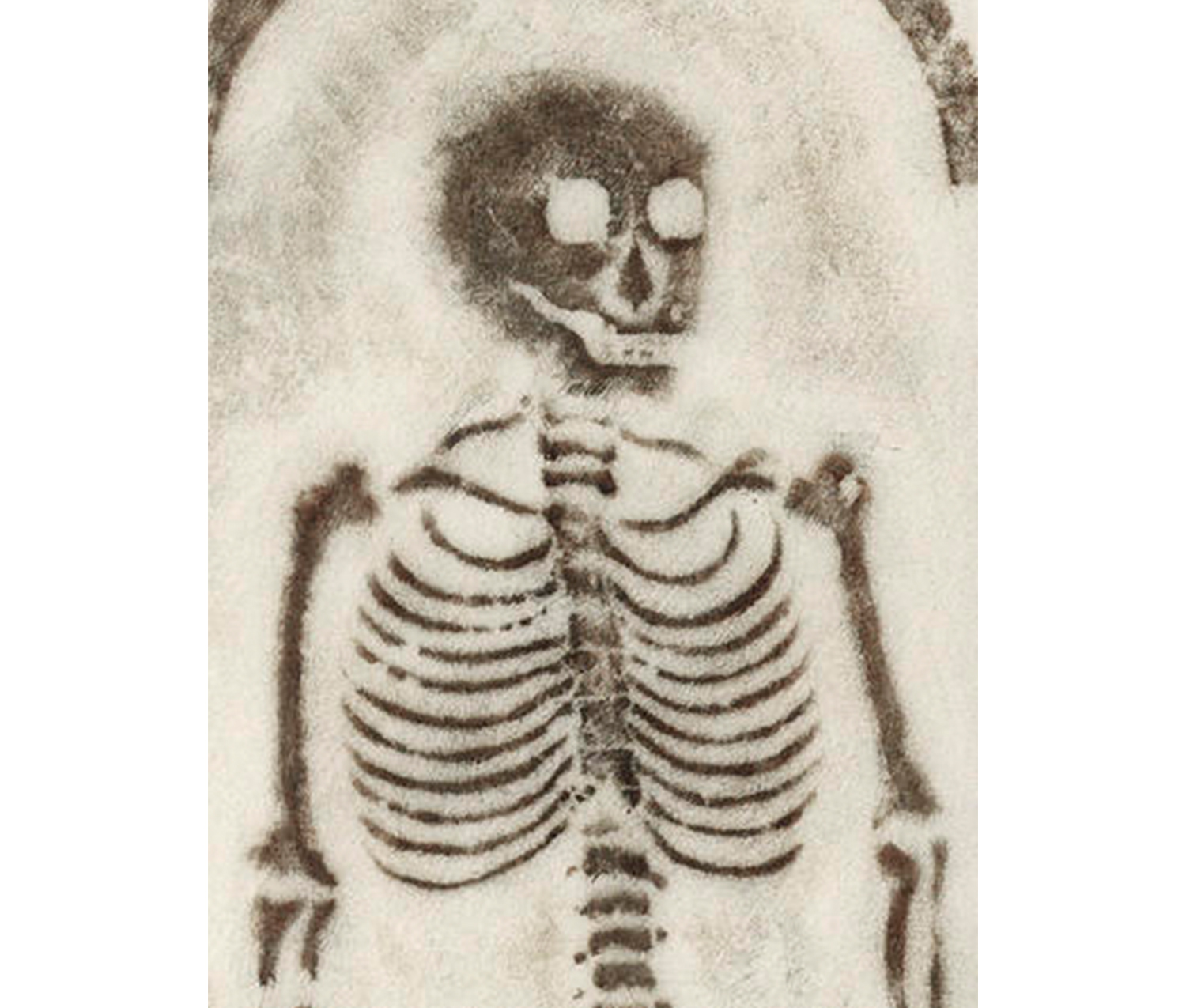 close-up of skeleton
