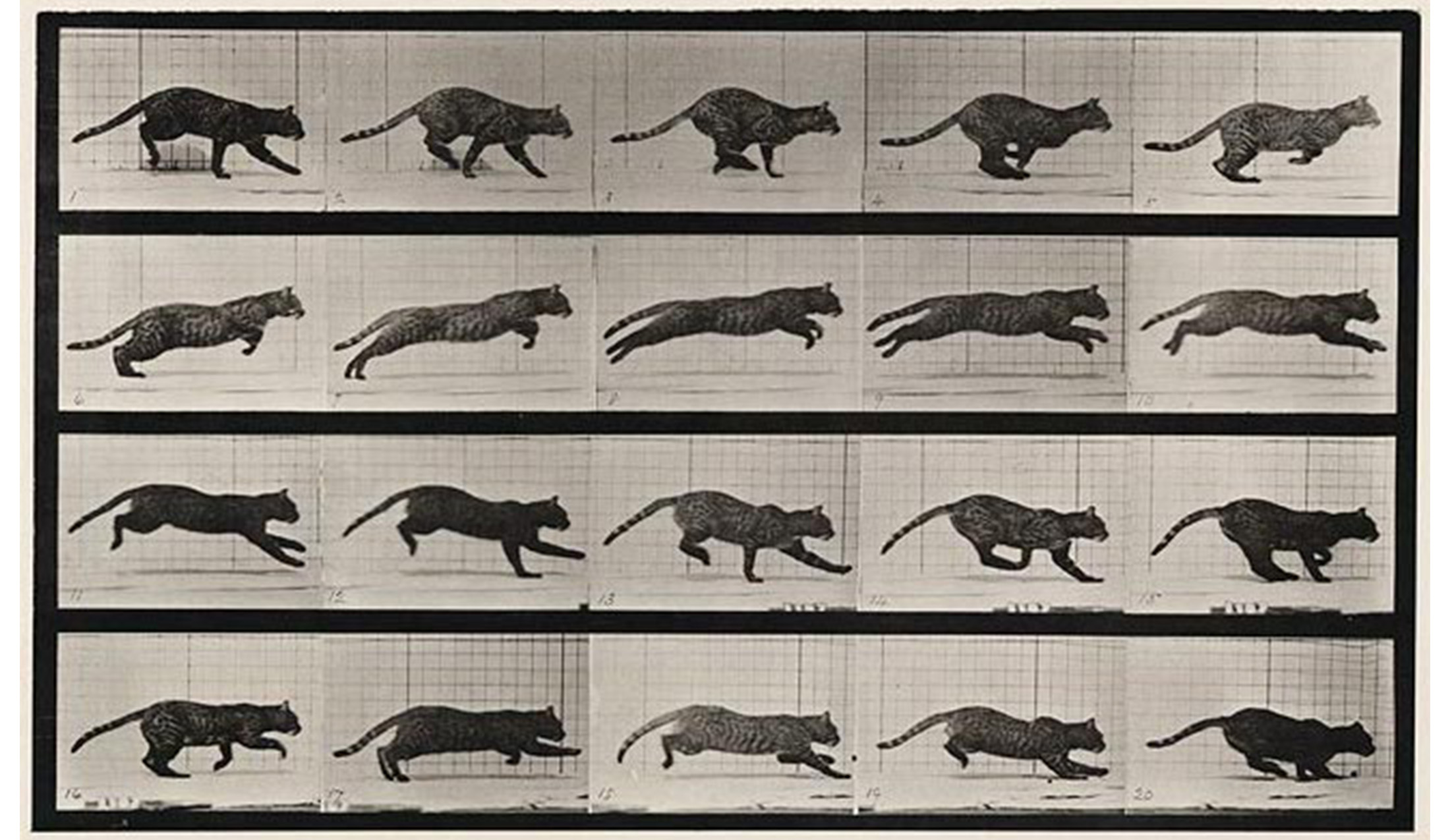 four rows of images of a cat in motion