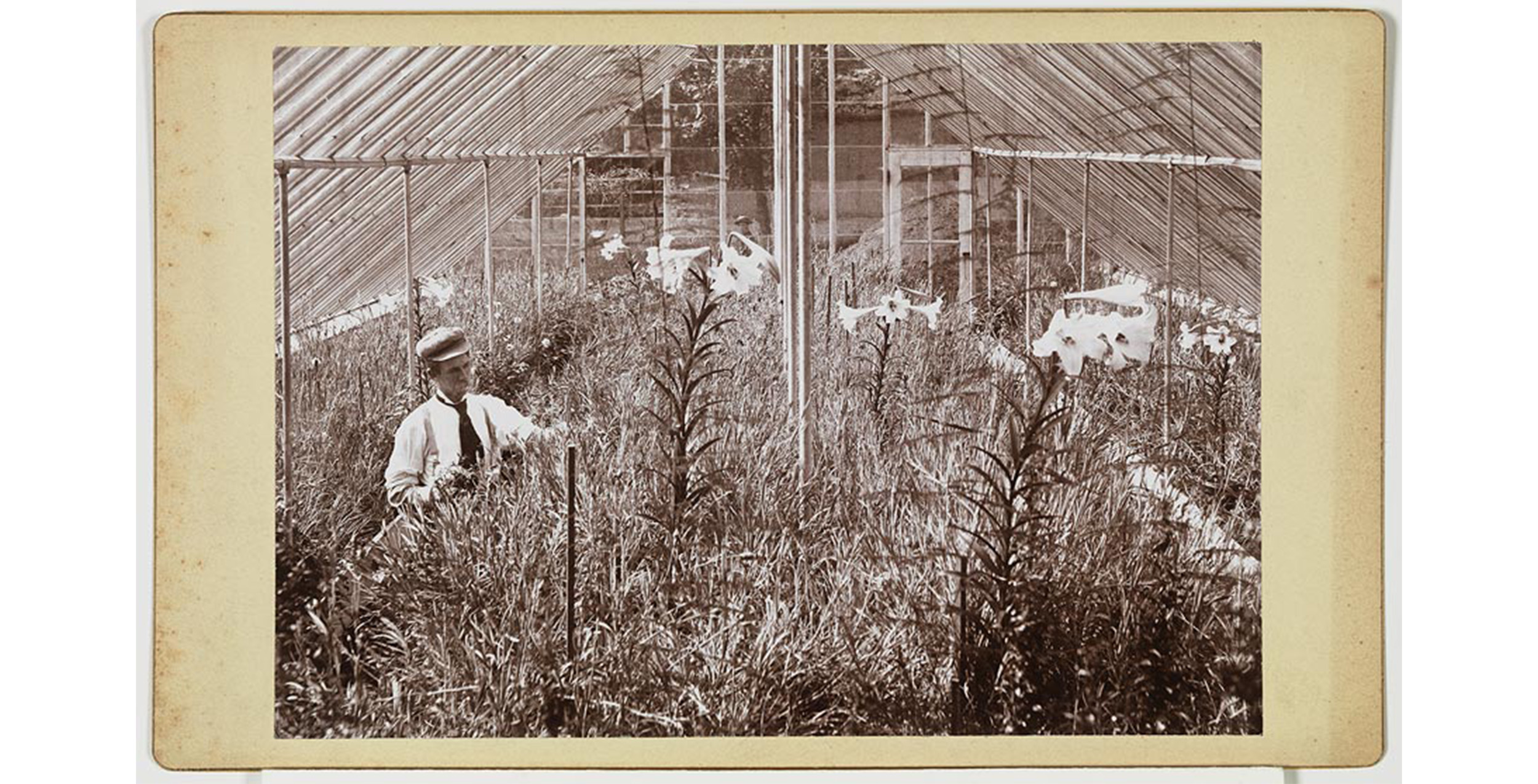 interior, glass green house with tall lilies, man with cap, white shirt, suspenders and mustache tending to plants