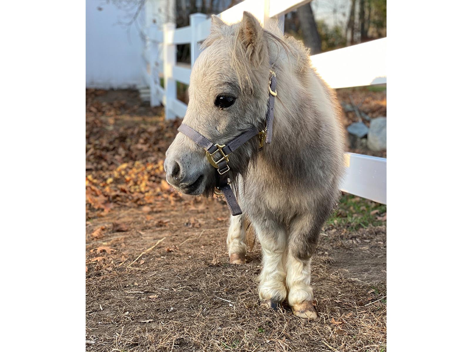 Close up of a miniature horse