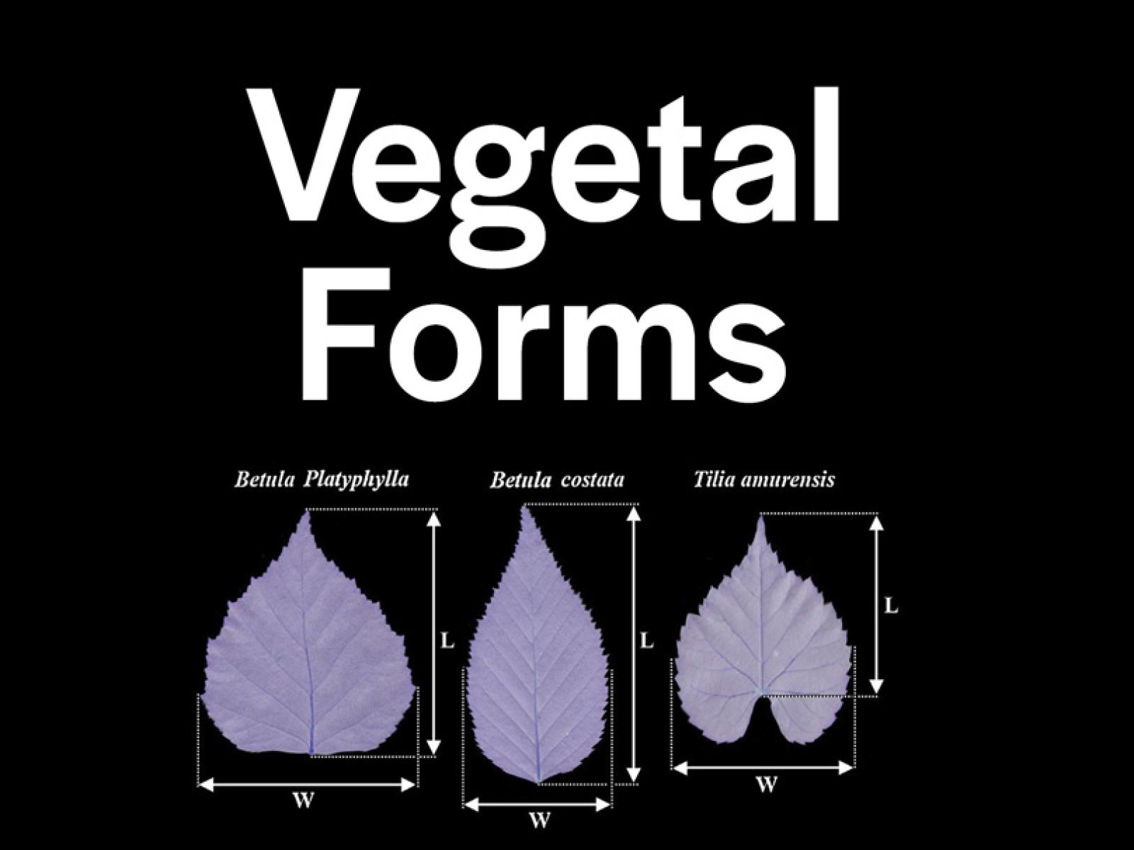 Black background with graphic of three different violet colored leaves with measurements and the word Vegetal Forms large and in black in center of graphic