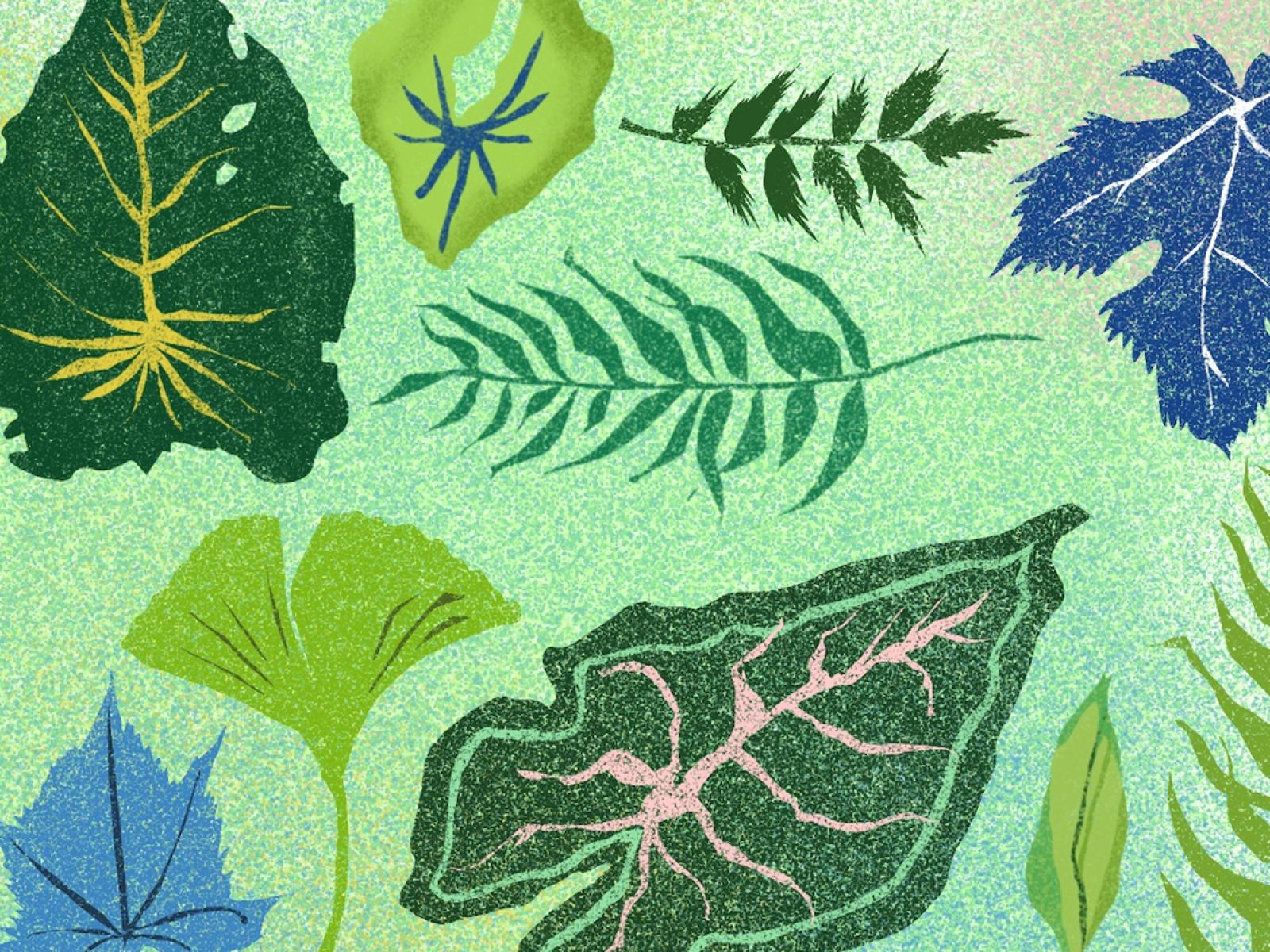 Graphic of different types of leaves in greens and blues