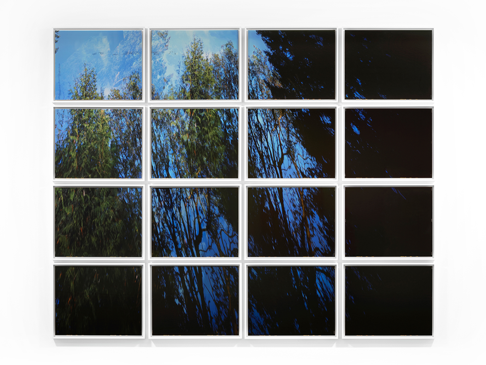 A grid of photographs  assembled 4 x 4 with a reflection of trees as seen from below with sky at the top