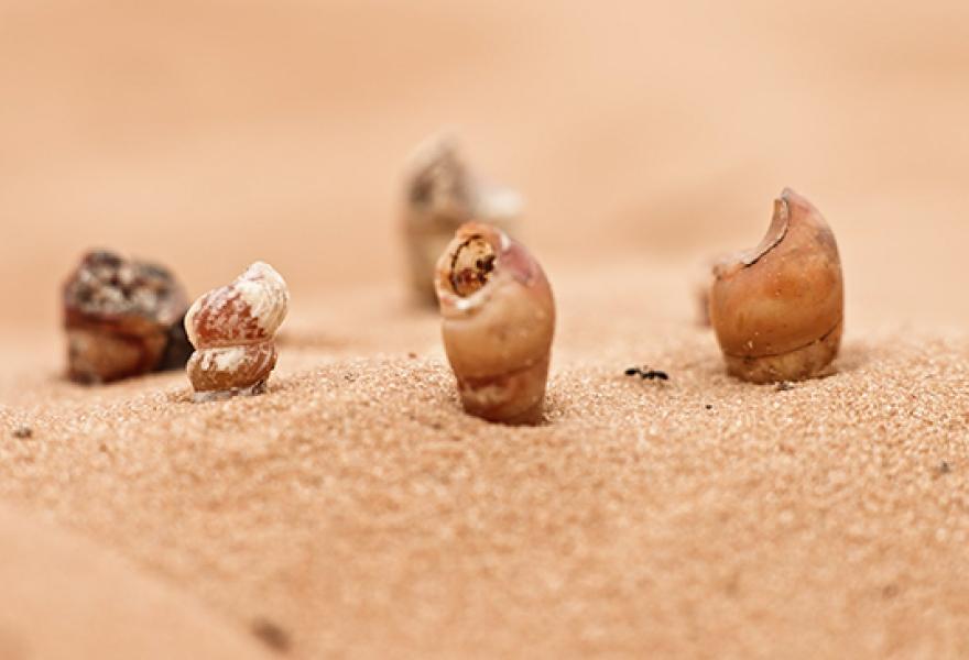 5 small snail-like shells photographed close up in sand