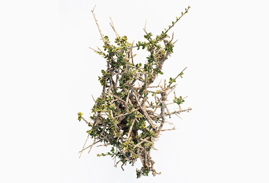 photo of prickly branches of a plant on a white background