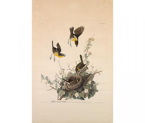three yellow, gray, and white birds hovering over a nest surrounded by flowers and leaves; one bird lies in the nest being fed a worm
