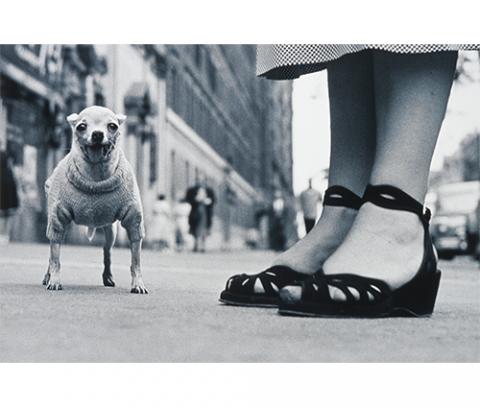 city sidewalk, pair of women's feet wearing wedge shoes with ankle strap, small short-haired dog wearing sweater facing camera, city buildings with people in background at left, cars visible at back right