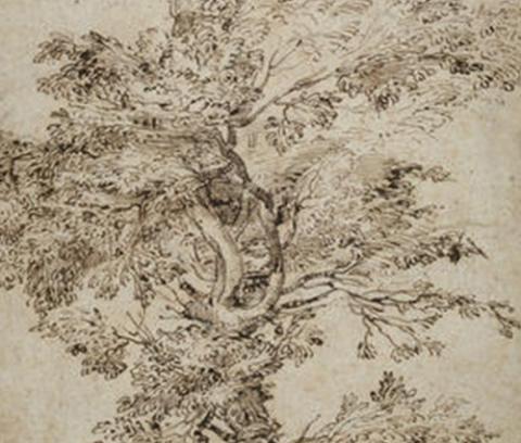 sketch of a single large tree 