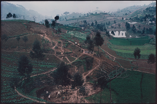 Photograph of rolling hills with tiered crops for miles on the hillsides and a few  trees scattered throughout