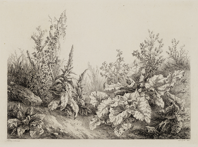 A monochrome drawing of a close-up of as patch of wildflowers and big-leafed plants with some grass in the back and nothing in the sky but the color of the paper