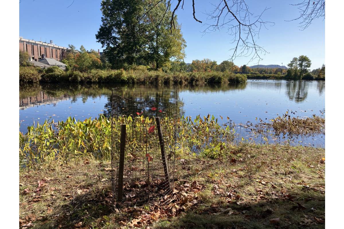 "tree growing in front of Paradise Pond"