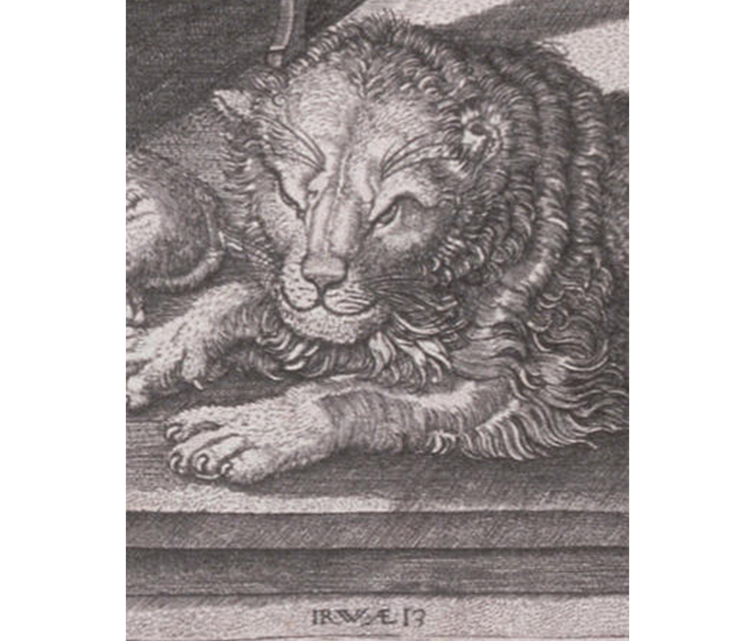 close-up of a lion lounging on the ground. small artist's signature along the bottom fo the image